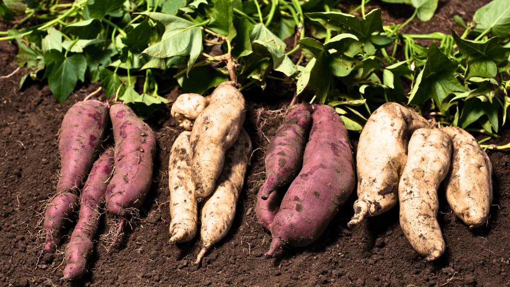 Are starchy vegetables bad for me?